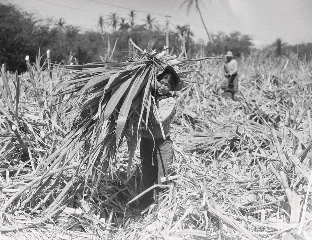 Maui sugarcane fields circa 1960s — HC&S plantation era